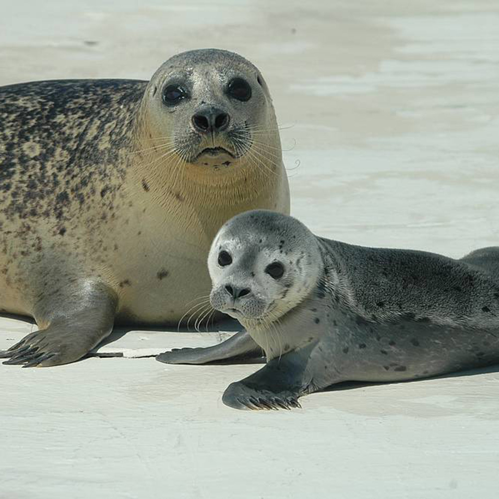 Zeehonden safari