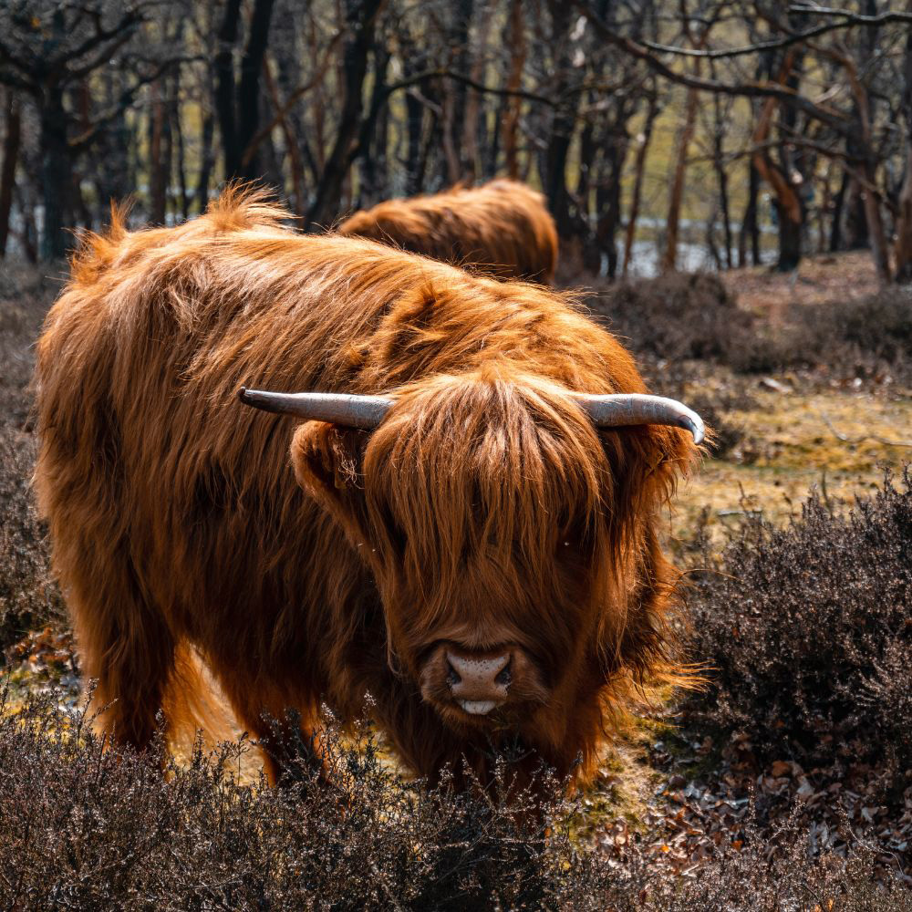 Weekendjeweg_Veluwe